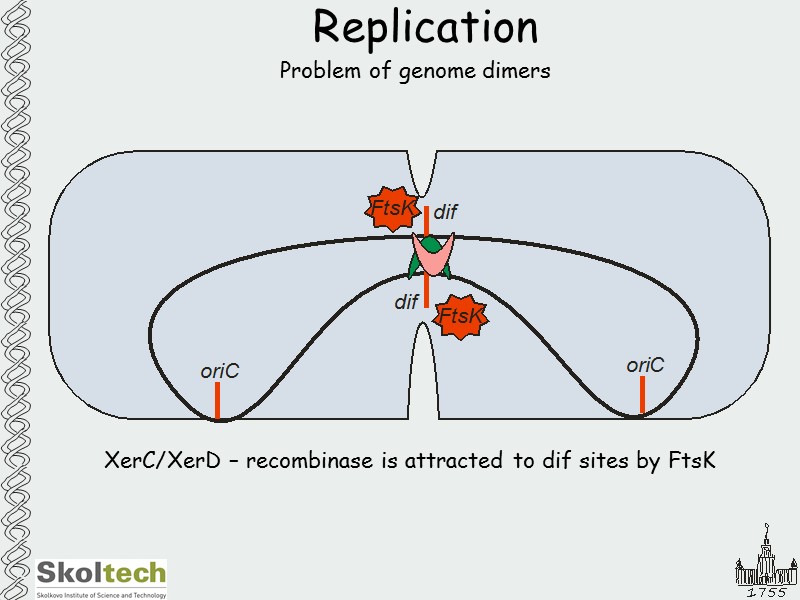 Replication Problem of genome dimers XerC/XerD – recombinase is attracted to dif sites by
